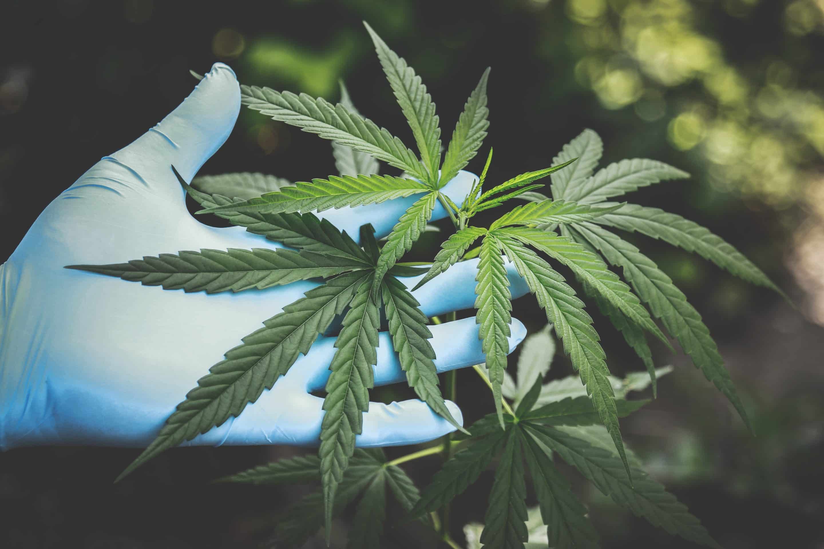 The Benefits of Medical Marijuana