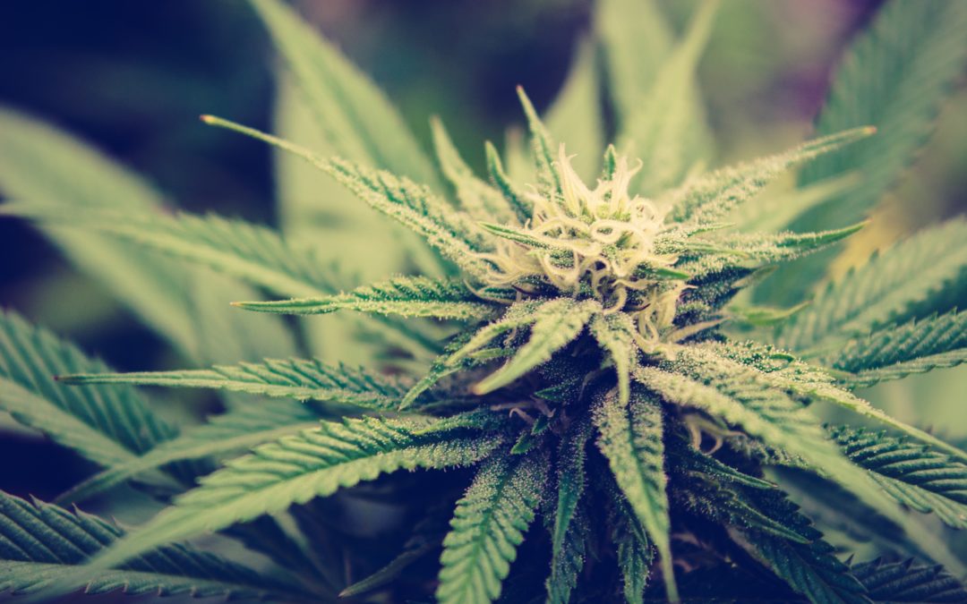 Are There More Cannabinoids Than THC and CBD?