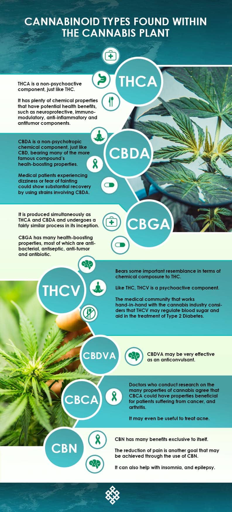 Cannabinoids, Are There More Cannabinoids Than THC and CBD?