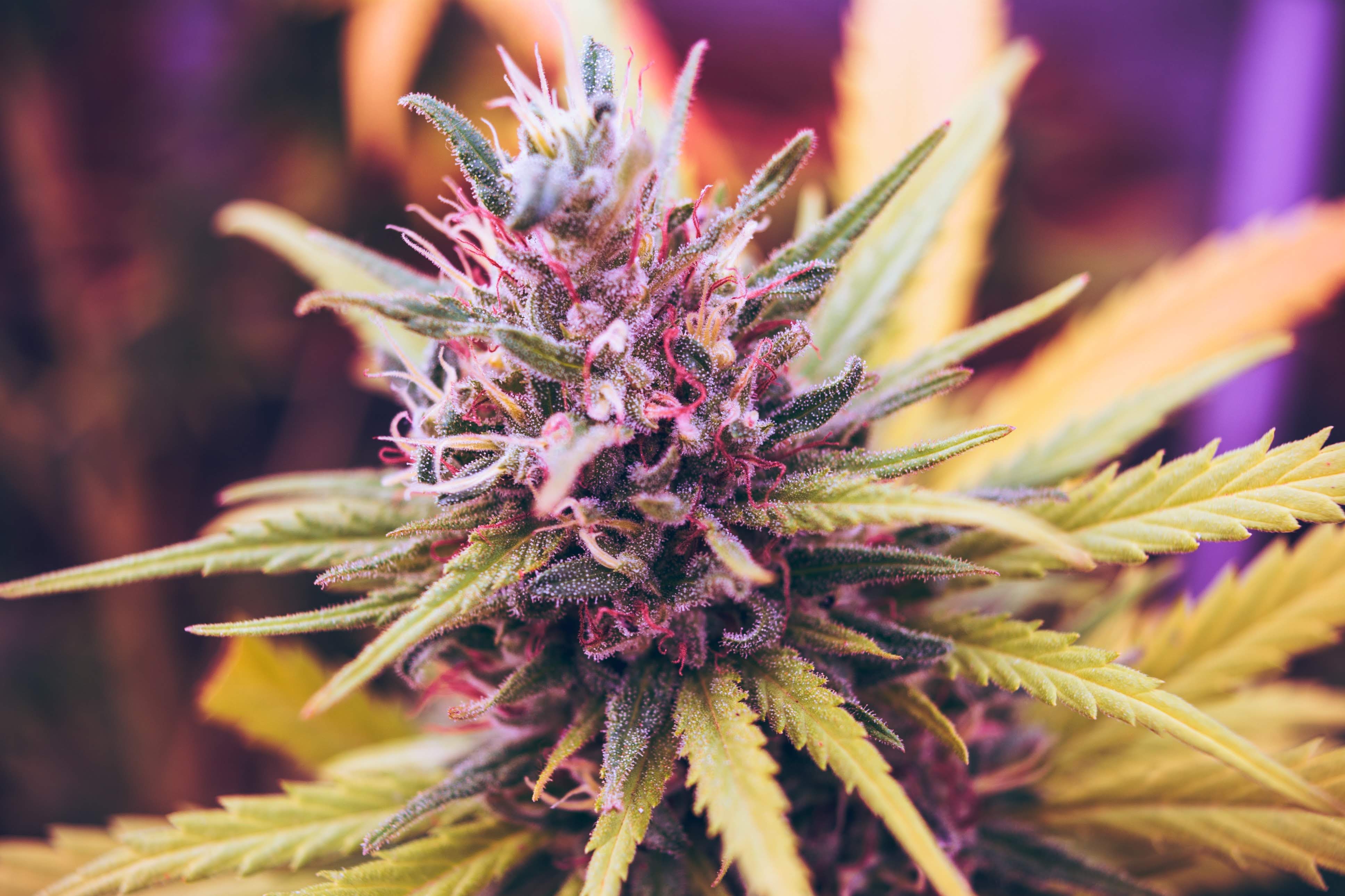 Alleviate Pain, What Are The Best Strains To Alleviate Pain?
