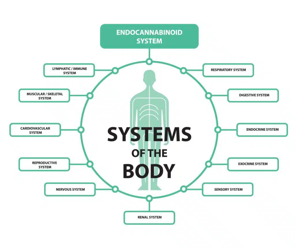 What is the endocannabinoid system