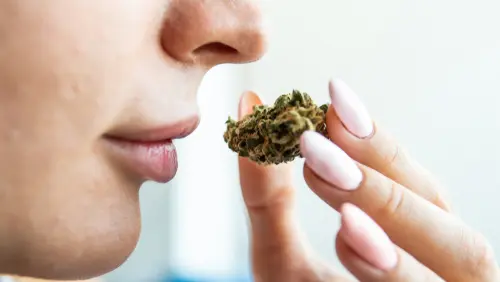What’s the difference between indica and sativa