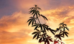 difference between hemp and cannabis, Learn the Difference Between Hemp and Cannabis