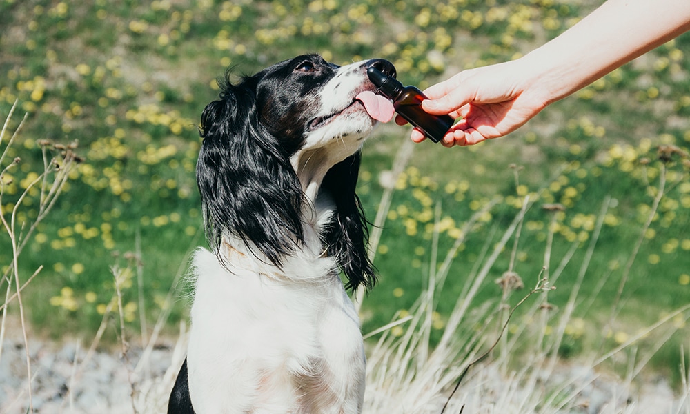 CBD for Dogs, CBD for Dogs